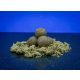 Bait Bait Mentor Bojli - Tartósított  30 mm 1 Kg baitbait