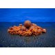 Bait Bait YODA - YO.-DA Bojli - Tartósított (Nem oldódó)  20 mm 1 Kg baitbait